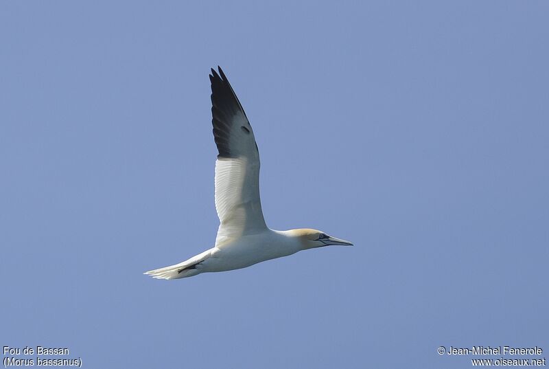 Northern Gannet