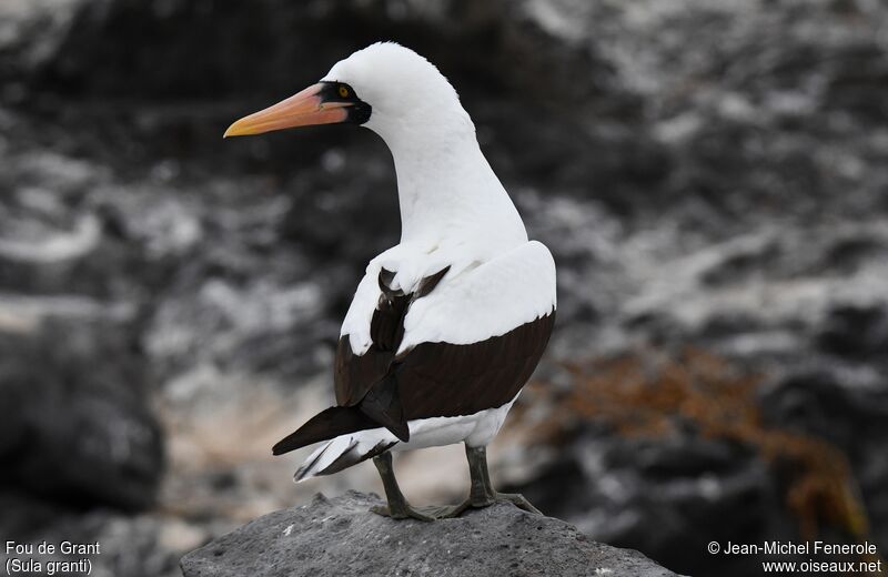 Nazca Booby