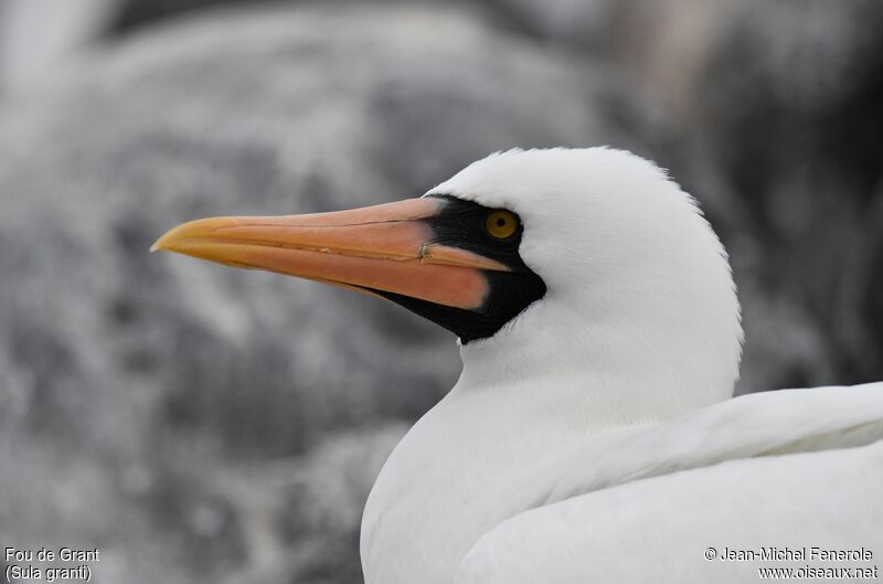 Nazca Booby