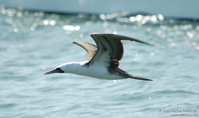 Peruvian Boobyadult