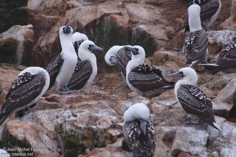 Peruvian Booby