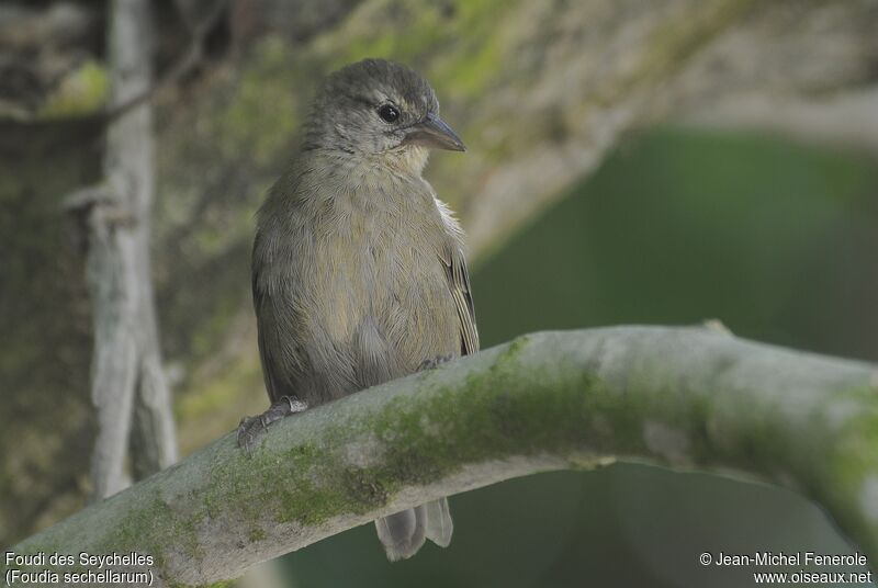 Seychelles Fody