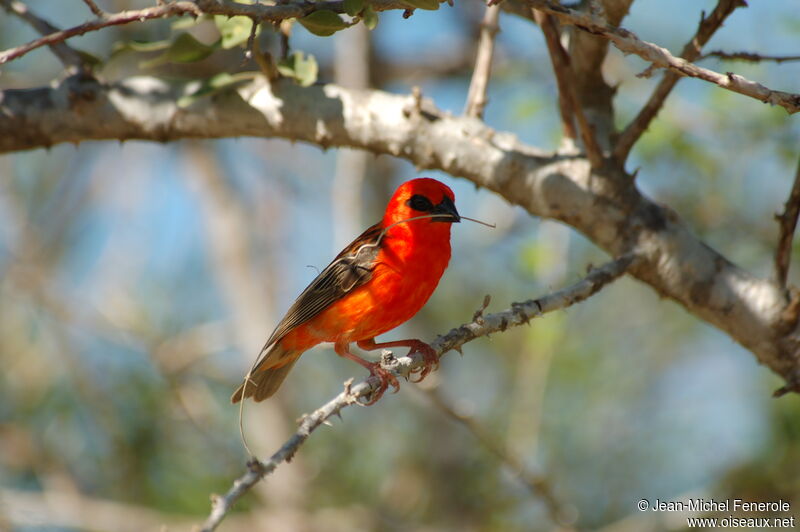 Red Fody male adult breeding