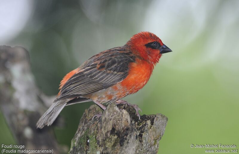 Foudi rouge