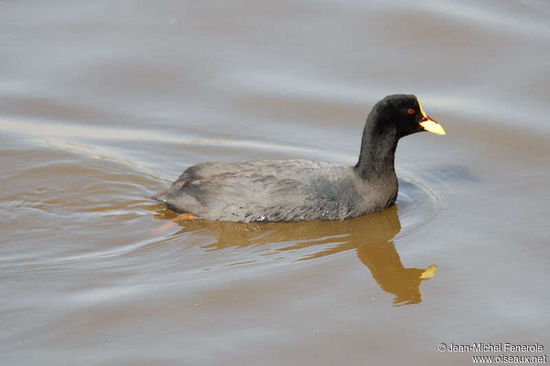 Red-gartered Cootadult