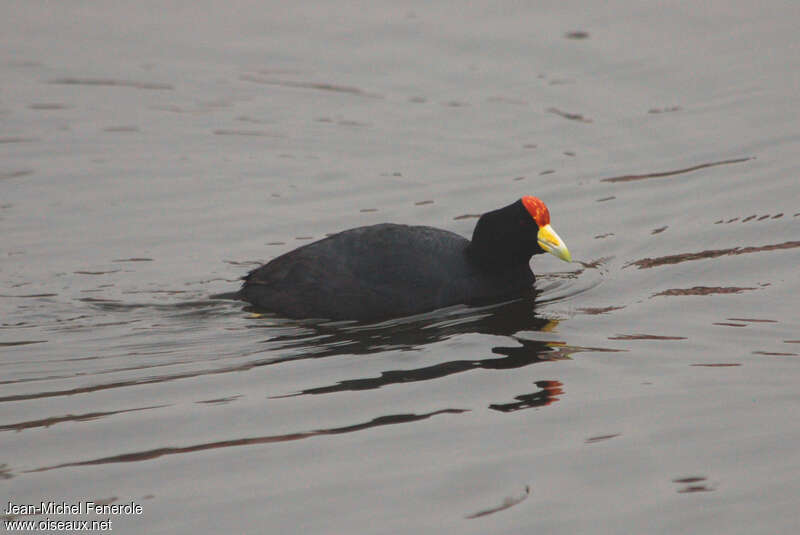 Foulque ardoiséeadulte, identification