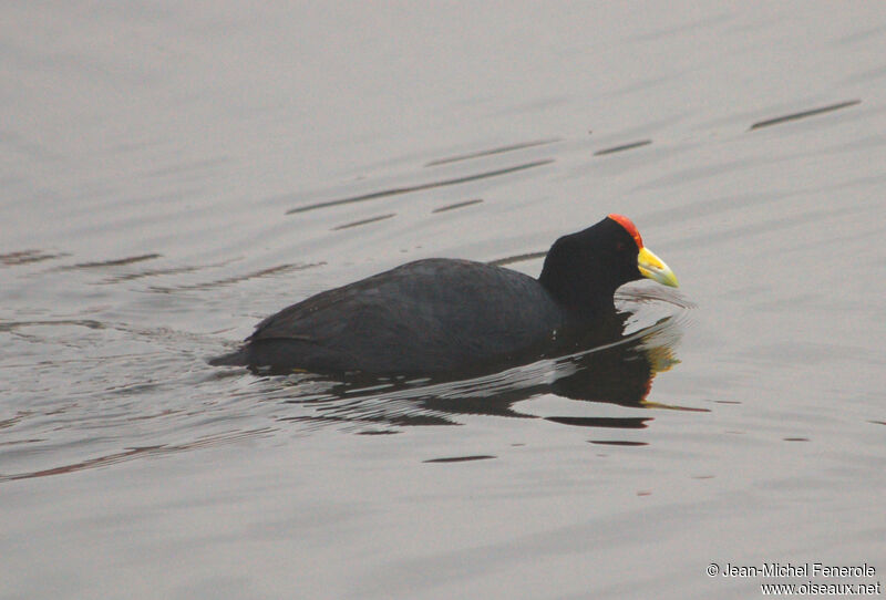 Andean Coot