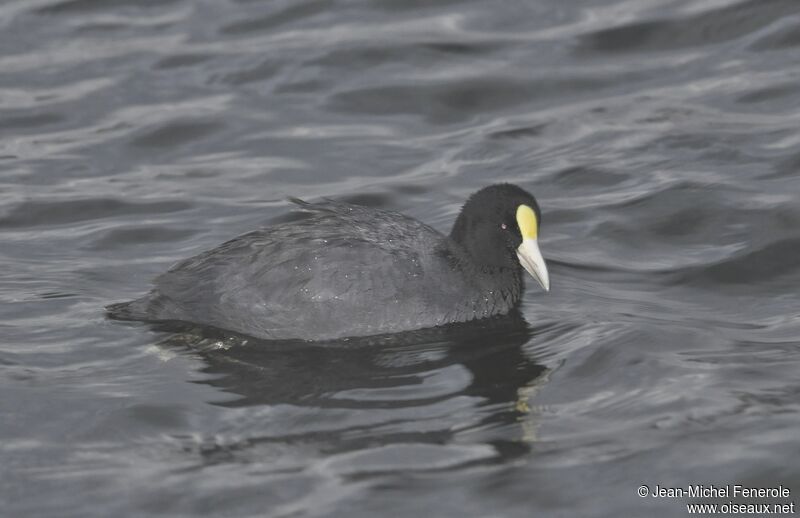 Andean Coot