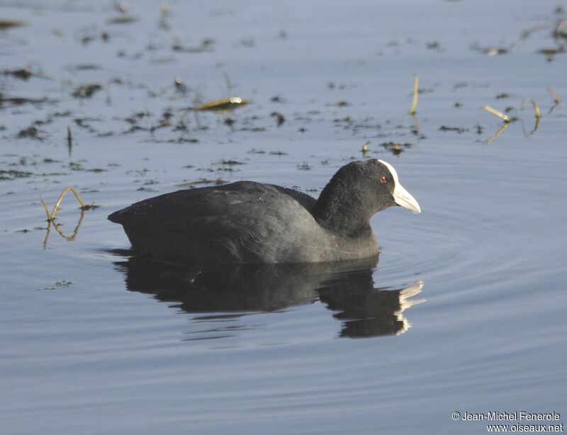 Andean Coot