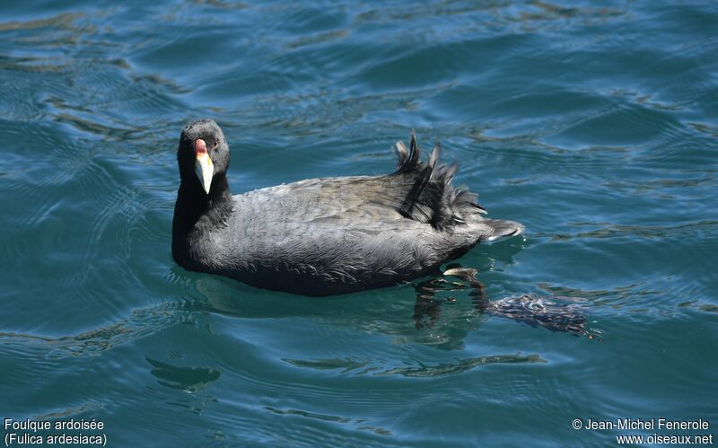 Andean Coot