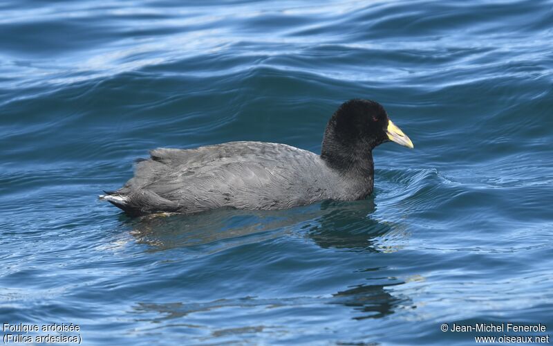 Andean Coot