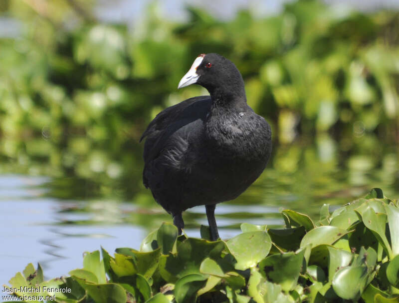 Foulque caronculéeadulte, identification