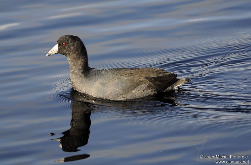 American Coot