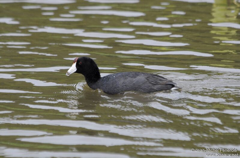 Hawaiian Coot