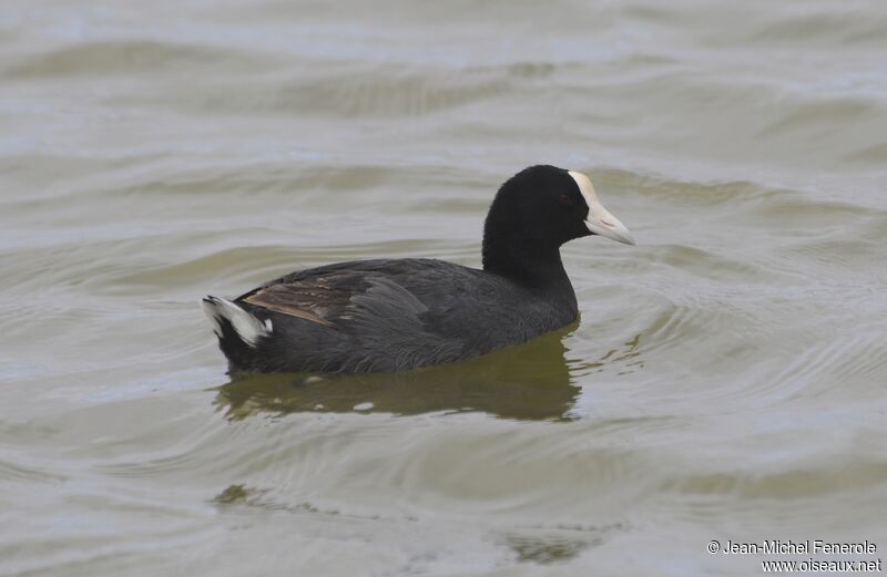 Hawaiian Coot