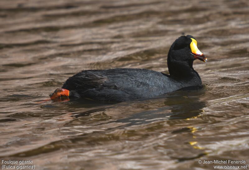 Giant Coot