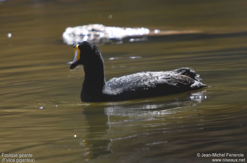 Giant Coot