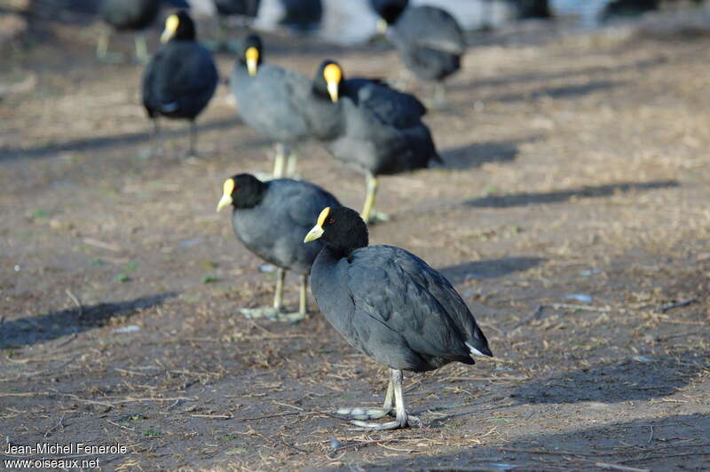 White-winged Cootadult, identification