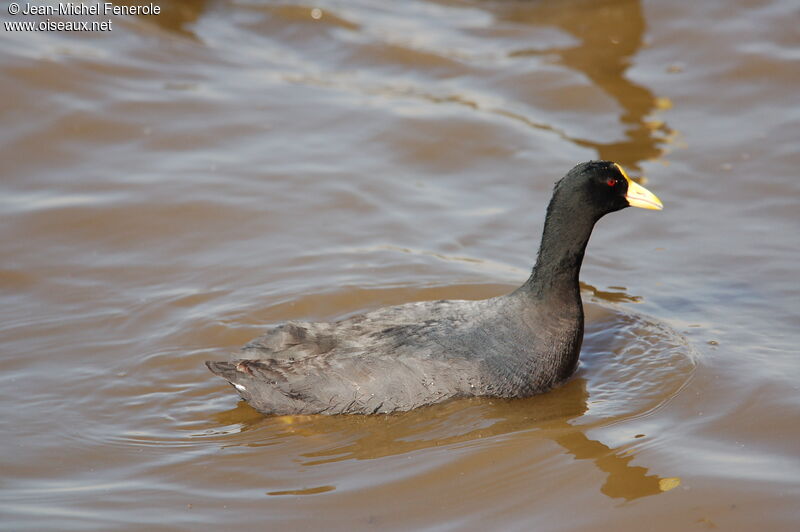 Foulque leucoptère