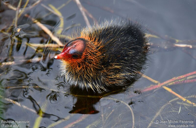 Eurasian Coot