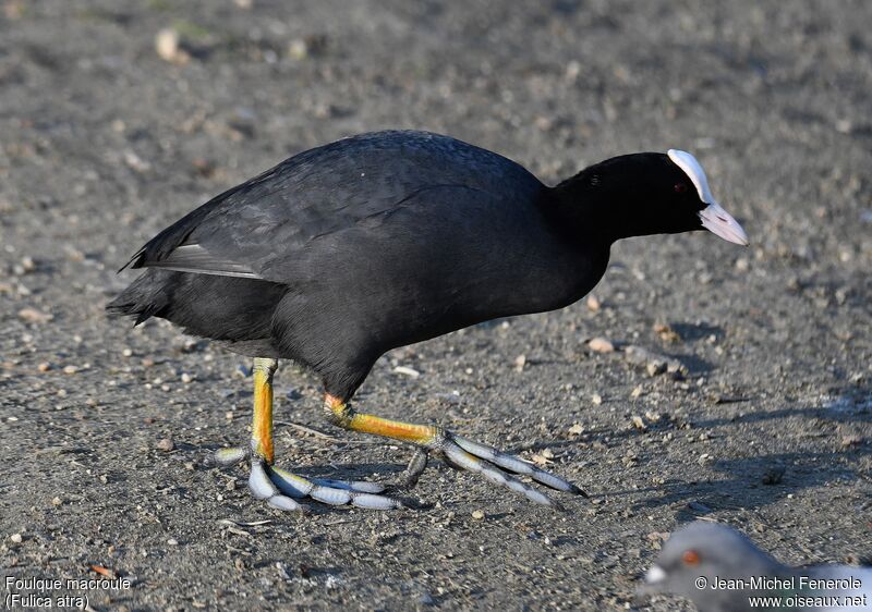 Eurasian Coot