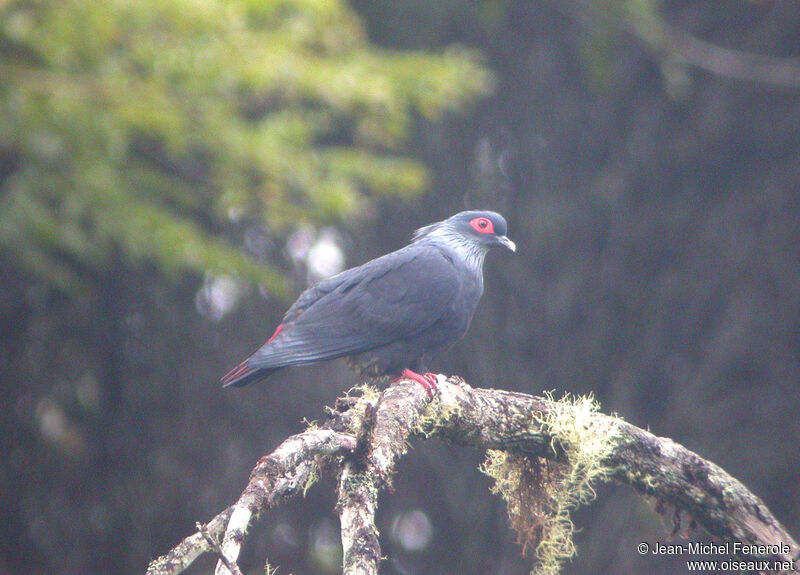 Madagascar Blue Pigeonadult