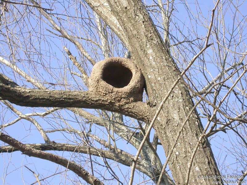 Rufous Hornero