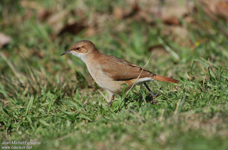 Rufous Horneroadult, Behaviour