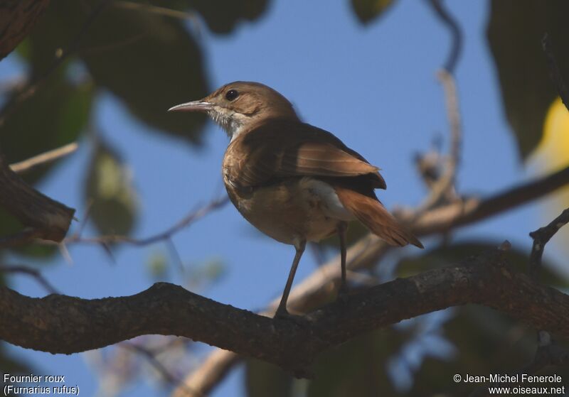 Rufous Hornero