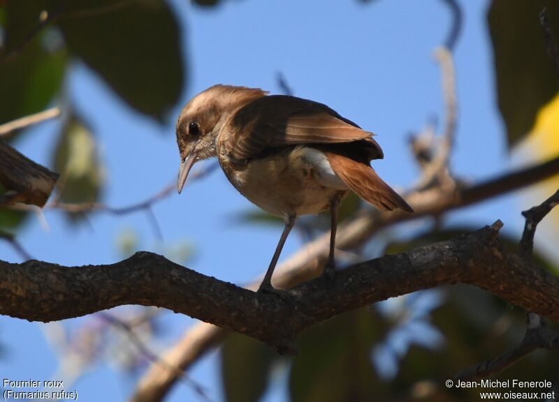 Rufous Hornero