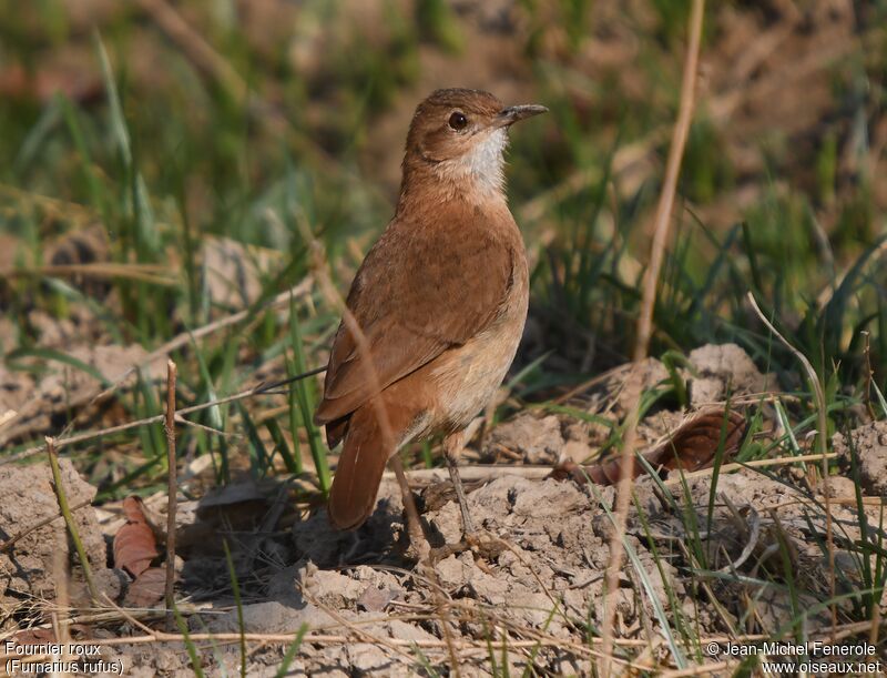 Rufous Hornero