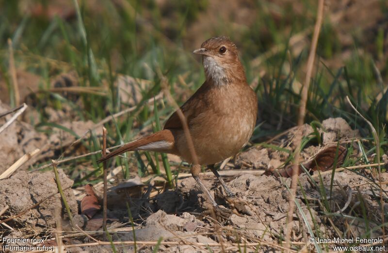 Rufous Hornero