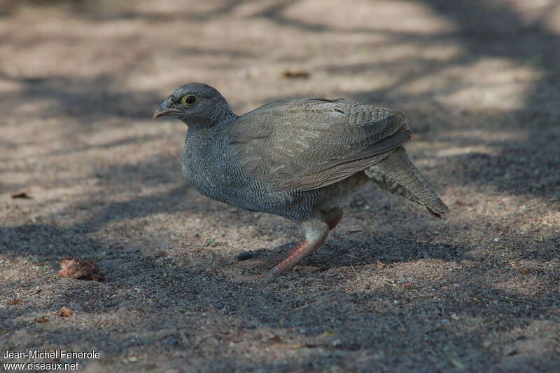 Francolin à bec rougejuvénile, identification