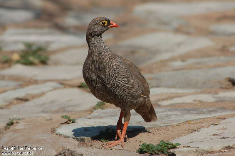 Red-billed Spurfowl female adult, identification