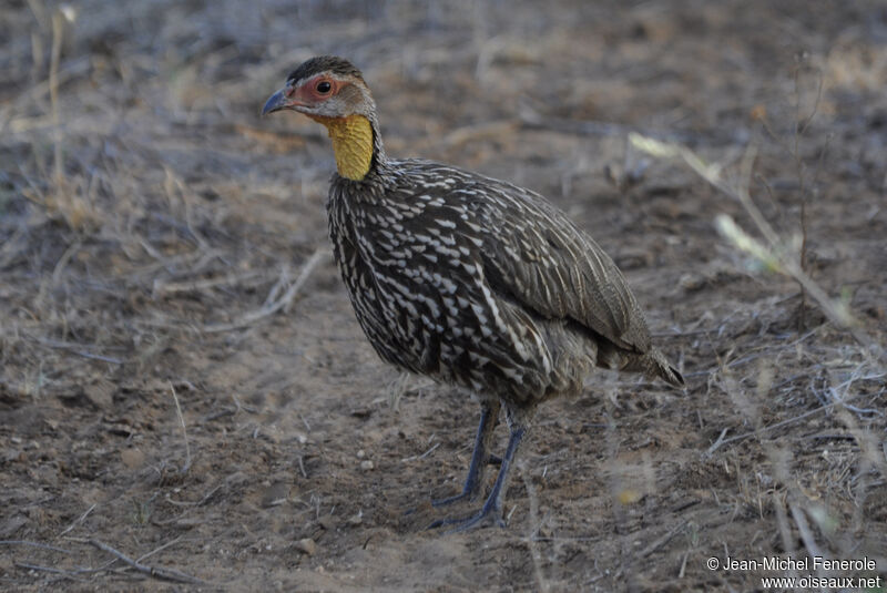 Yellow-necked Spurfowl