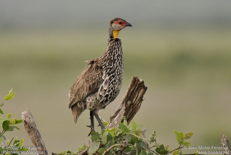 Francolin à cou jaune