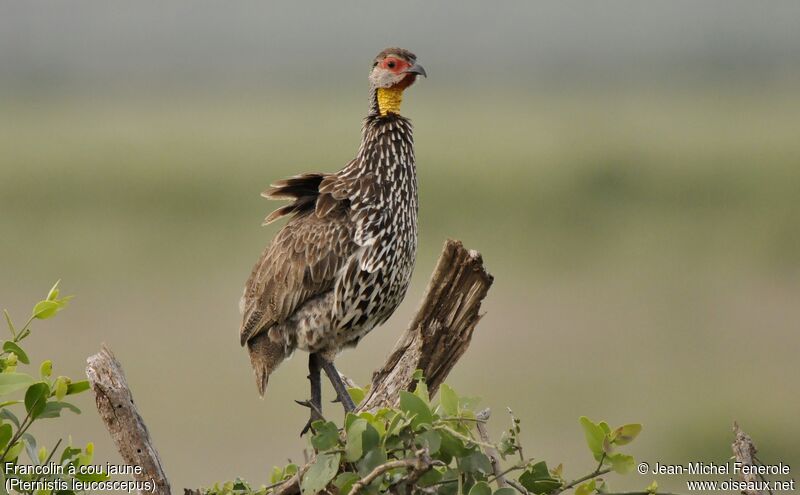 Yellow-necked Spurfowl