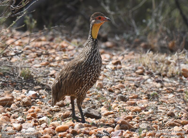 Yellow-necked Spurfowl