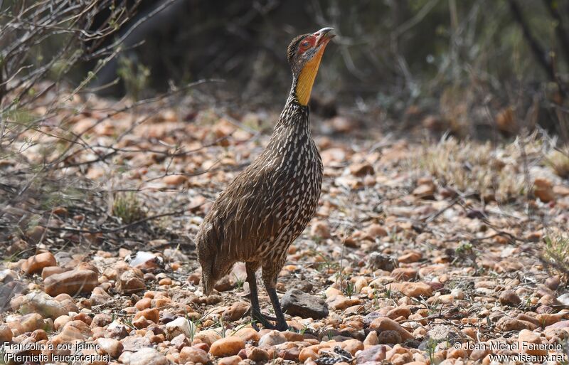 Yellow-necked Spurfowl