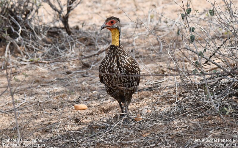 Francolin à cou jaune