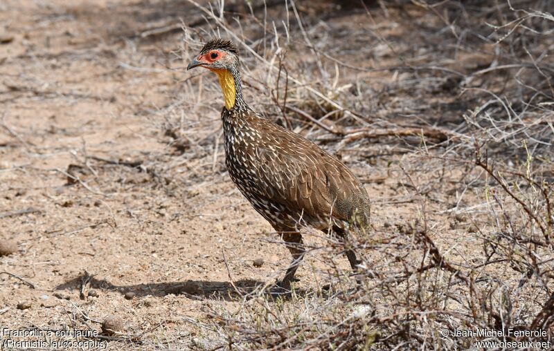 Yellow-necked Spurfowl