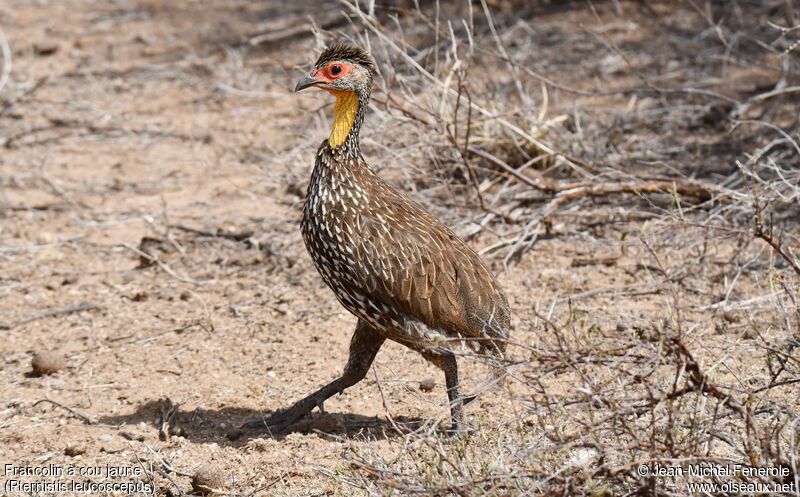 Francolin à cou jaune