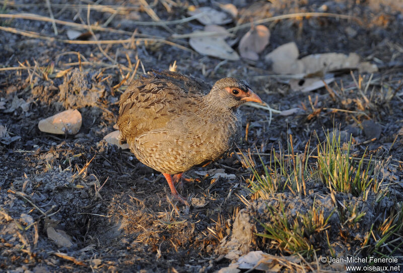 Red-necked Spurfowl