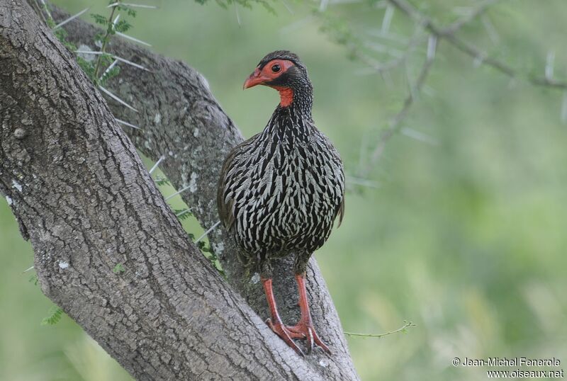 Francolin à gorge rouge