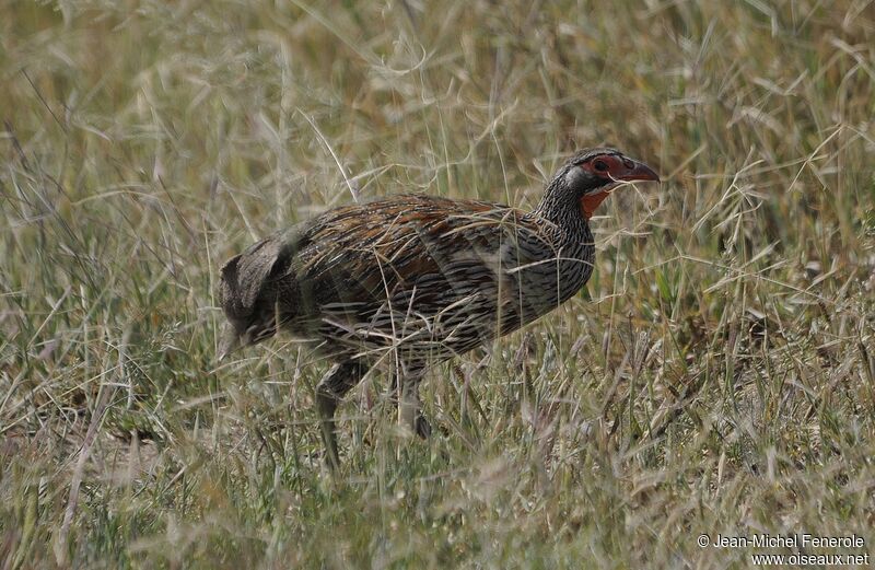 Francolin à poitrine grise