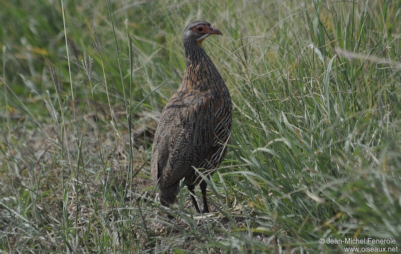 Francolin à poitrine grise