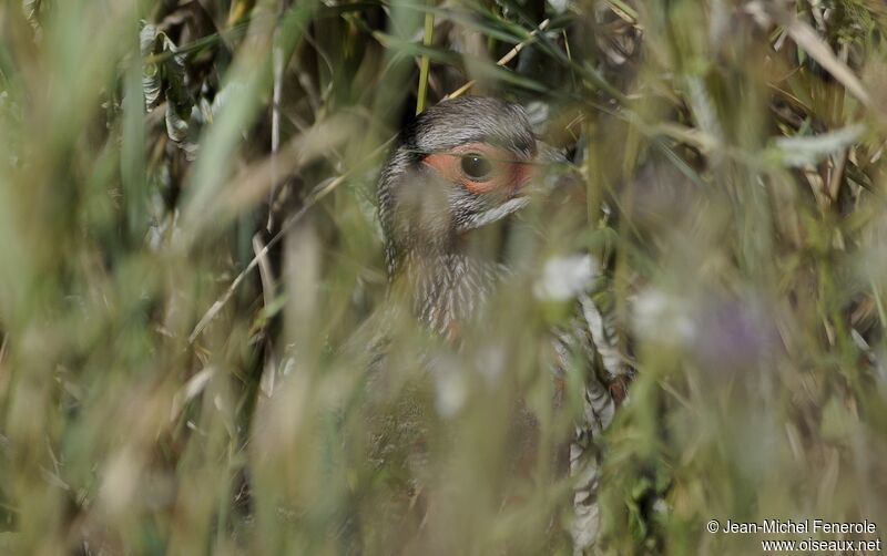 Grey-breasted Spurfowl