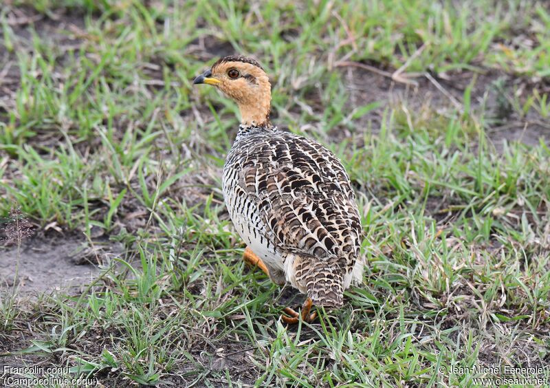 Francolin coqui