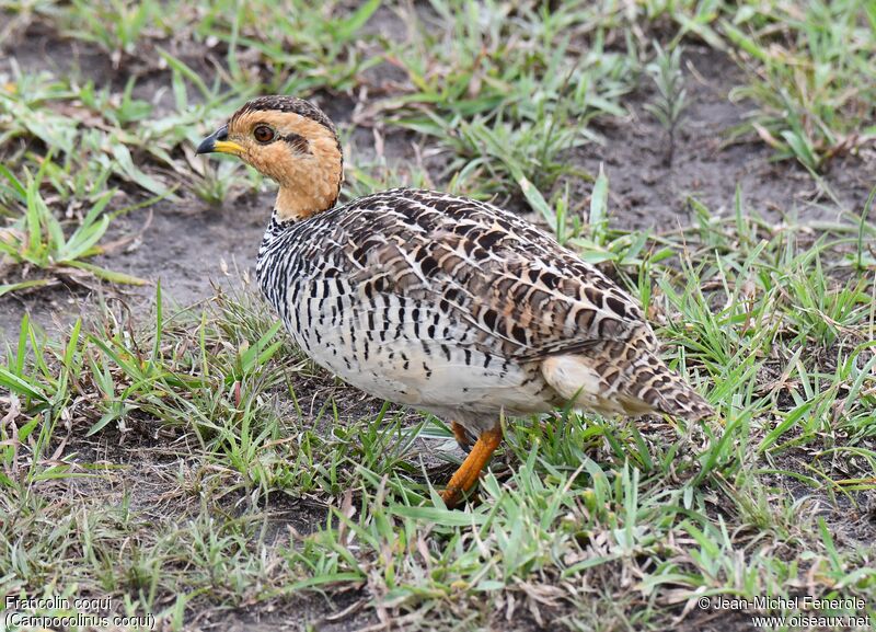 Francolin coqui