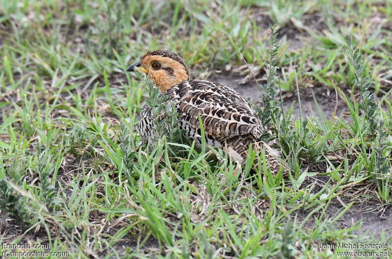 Francolin coqui